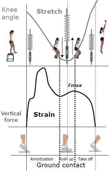 ssc diagram - plyometric ssc diagram - plyometric